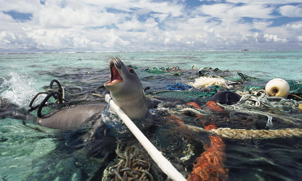 The Ghosts of the Ocean: What Ghost Nets Leave Behind