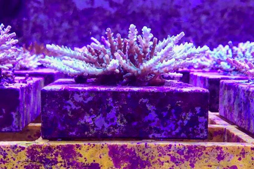 Frankenstein Coral? Manmade Hybrids to Save the Reef