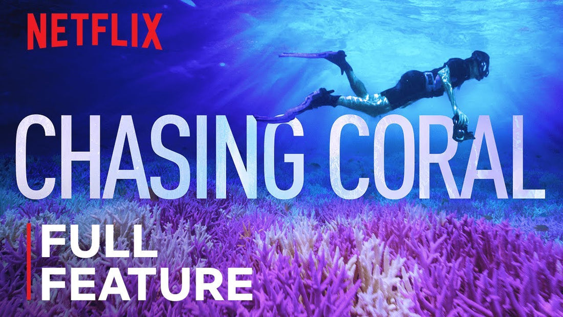 Chasing Coral: A Protest in Color and Collapse