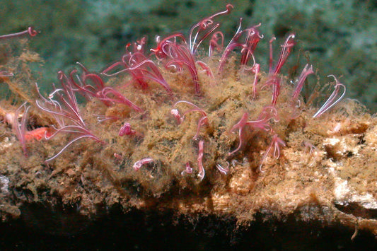 Creature Feature: Zombie Worm — Nature’s Bone-Eating Weirdo