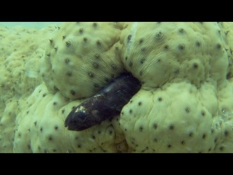 Creature Feature: The Pearlfish — Reef Freeloader with a Backdoor Key