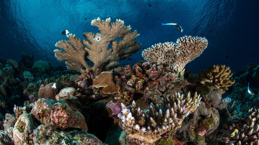 Coral in the Crosshairs: When Beauty Becomes a Crime