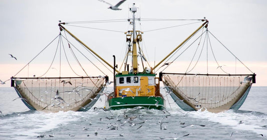 License to Gill: How Overfishing Became a Global Heist