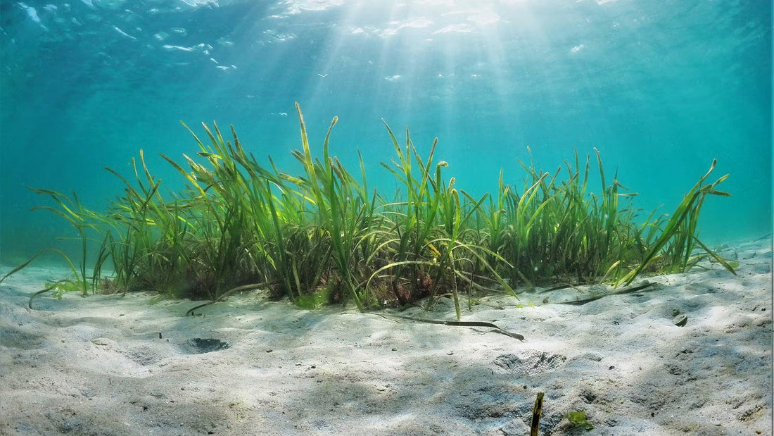 Seagrass Superheroes: The Underwater Meadows Saving Our Seas