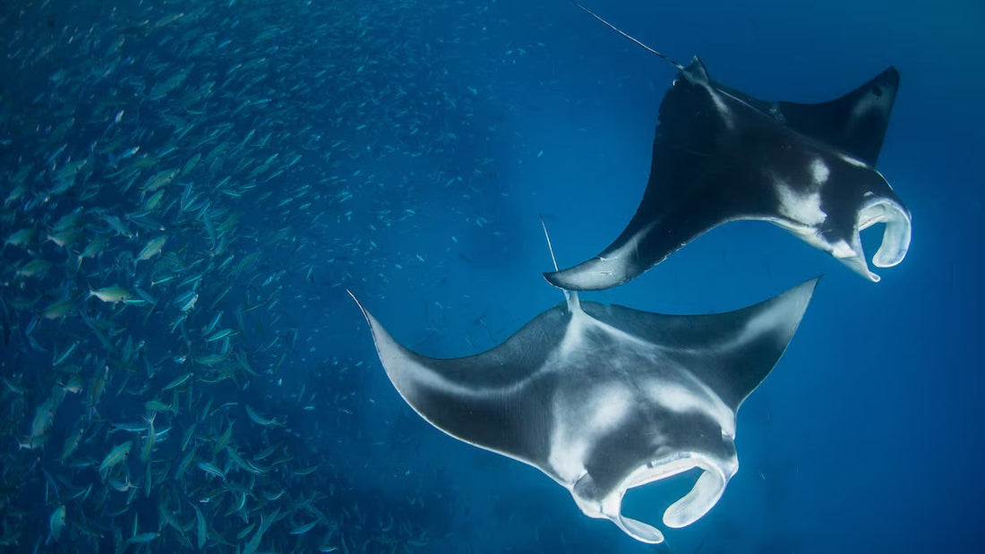 Creature Feature: Giant Manta Ray The Ocean’s Winged Wonder