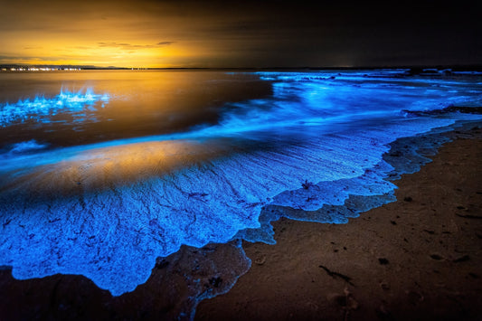 Bioluminescence: Nature’s Ocean Light Show
